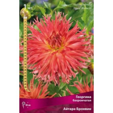 Георгина Айтара Бронвин (бахромчатая)