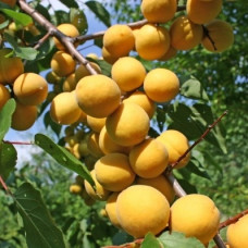 Абрикос Десертный