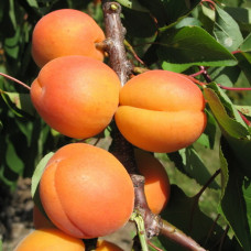 Абрикос Фаворит