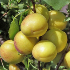 Абрикос Лель