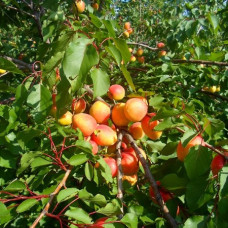 Абрикос Манитоба 604