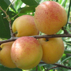 Абрикос Сардоникс