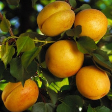 Абрикос Триумф Северный