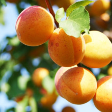 Абрикос Ульянихинский