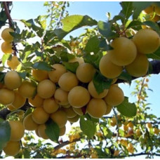 Абрикос Воронежский румяный