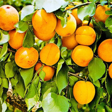 Абрикос Царский 