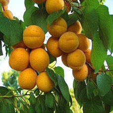 Абрикос Жигулёвский сувенир