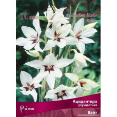 Ацидантера двухцветная Вайт 