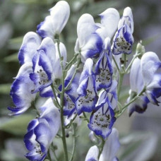 Аконит каммарум Биколор  