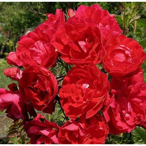 Роза канадская парковая Аделаида Худлес (серия Северный сад) купить в интернет магазине Чистый Мир.