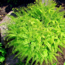 Адиантум стоповидный  