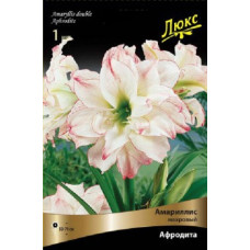 Амариллис Афродита
