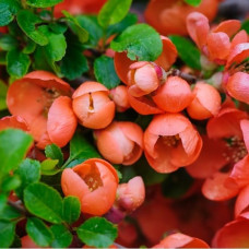 Айва Боуль де фё (великолепная)