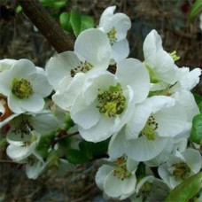 Айва Джет Трейл (великолепная)