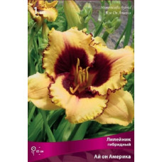 Лилейник гибридный Ай он Америка