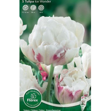 Тюльпан Айс Вандэ
