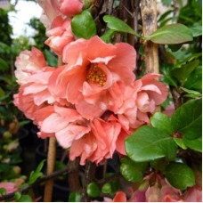 Айва Фэлконет Скарлет (красивая)