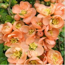 Айва Гейша Гёл (красивая)