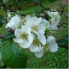 Айва Нивалис (красивая)