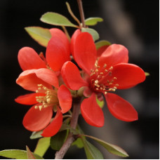 Айва Рубра (красивая)