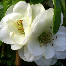 Айва Юкиготен (красивая)