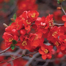 Айва Кримсон энд Голд (великолепная)