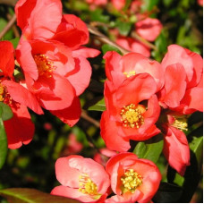 Айва Елли Моссел (великолепная  )