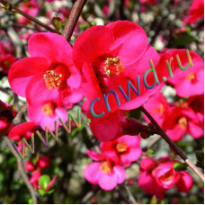 Айва Эрнест Финкен (великолепная)