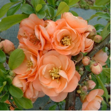 Айва Камео (великолепная)