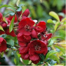 Айва Николайн (великолепная)