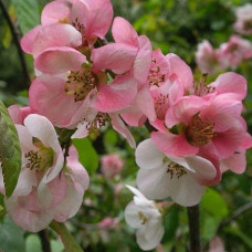 Айва Пинк Леди (великолепная)