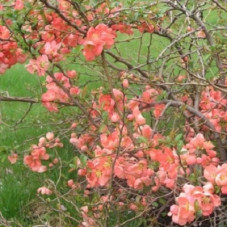 Айва Сэлмон Горизон (великолепная)