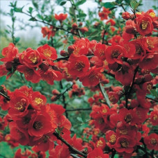 Айва Техас Скарлет (великолепная)