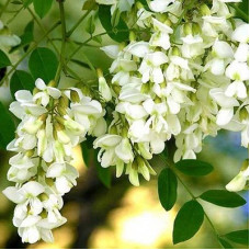 Акация белая (Робиния)