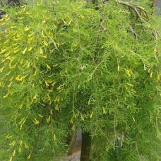 Акация желтая Пендула