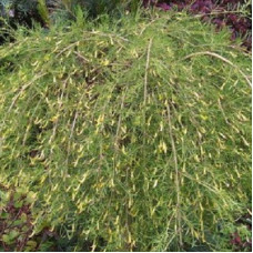 Акация желтая Валкер