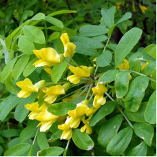 Акация желтая (Карагана древовидная)