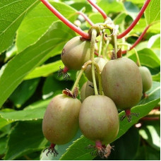 Актинидия аргута Ананасная