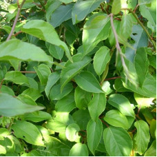 Актинидия аргута Байерн киви (мужской) 