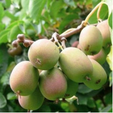 Актинидия аргута Байерн Киви (женский)