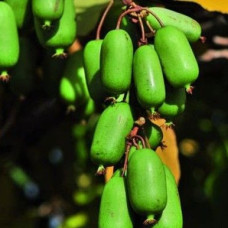 Актинидия аргута Джамбо