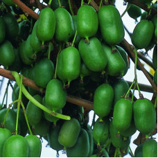 Актинидия аргута Иссей