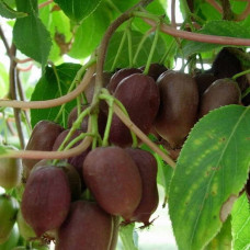 Актинидия аргута Кенс Рэд