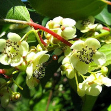 Актинидия аргута Мэйл (мужской опылитель)