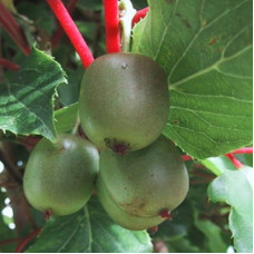 Актинидия аргута Рогов