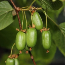 Актинидия аргута Таежный дар 