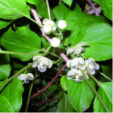 Актинидия аргута Вейки (мужской)