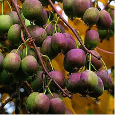 Актинидия аргута Вейки (женский)