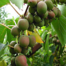 Актинидия аргута Вити киви (двуполый)