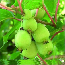 Актинидия аргута Женева 